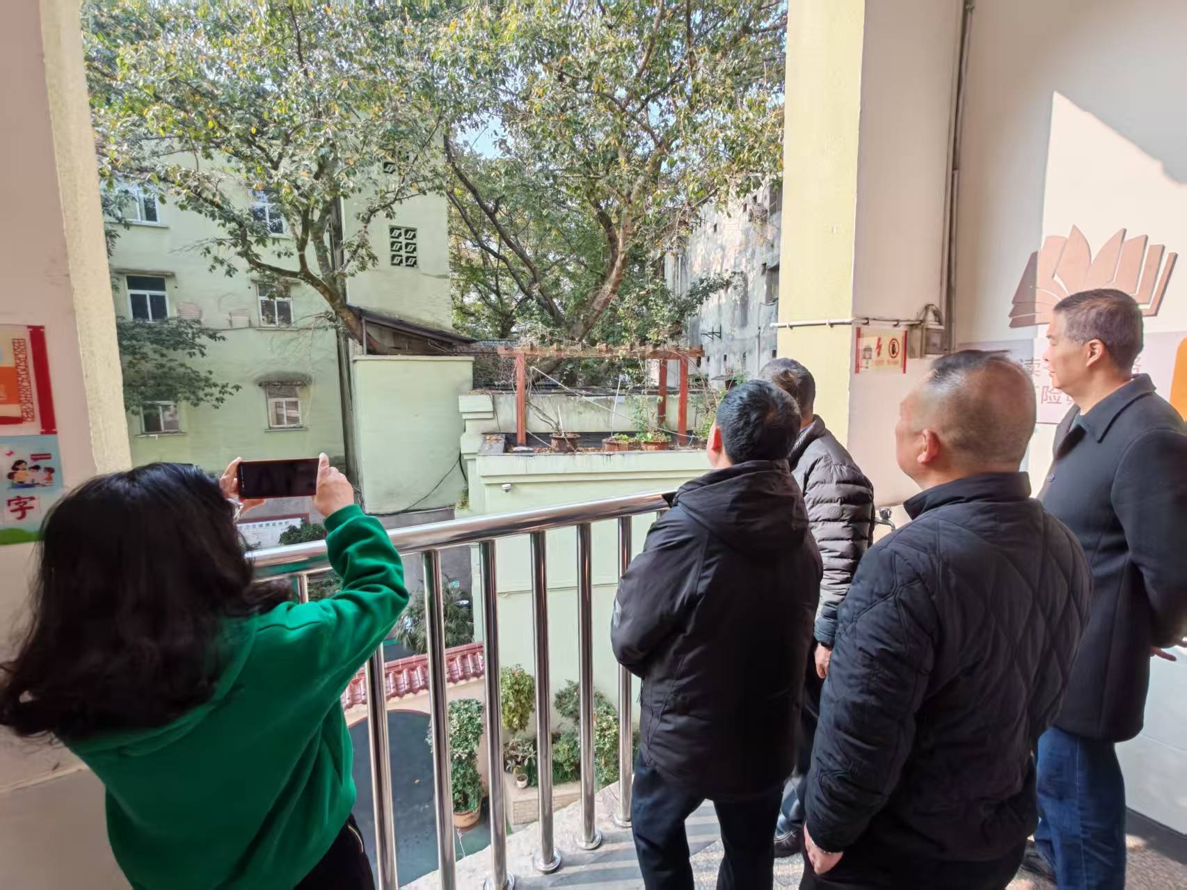 现场查看学昌门小学古树排危修剪方案.jpg