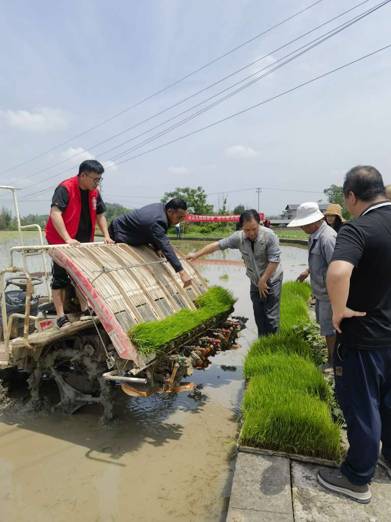 粮油站植保站会同市农科院水稻所专家在龙市镇凉岩村开展功能稻示范基地机插秧技术指导.jpg