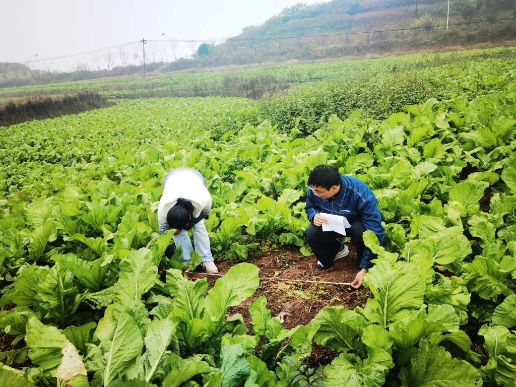 蔬菜站在隆兴镇开展早熟鲜食青菜头测产.jpg