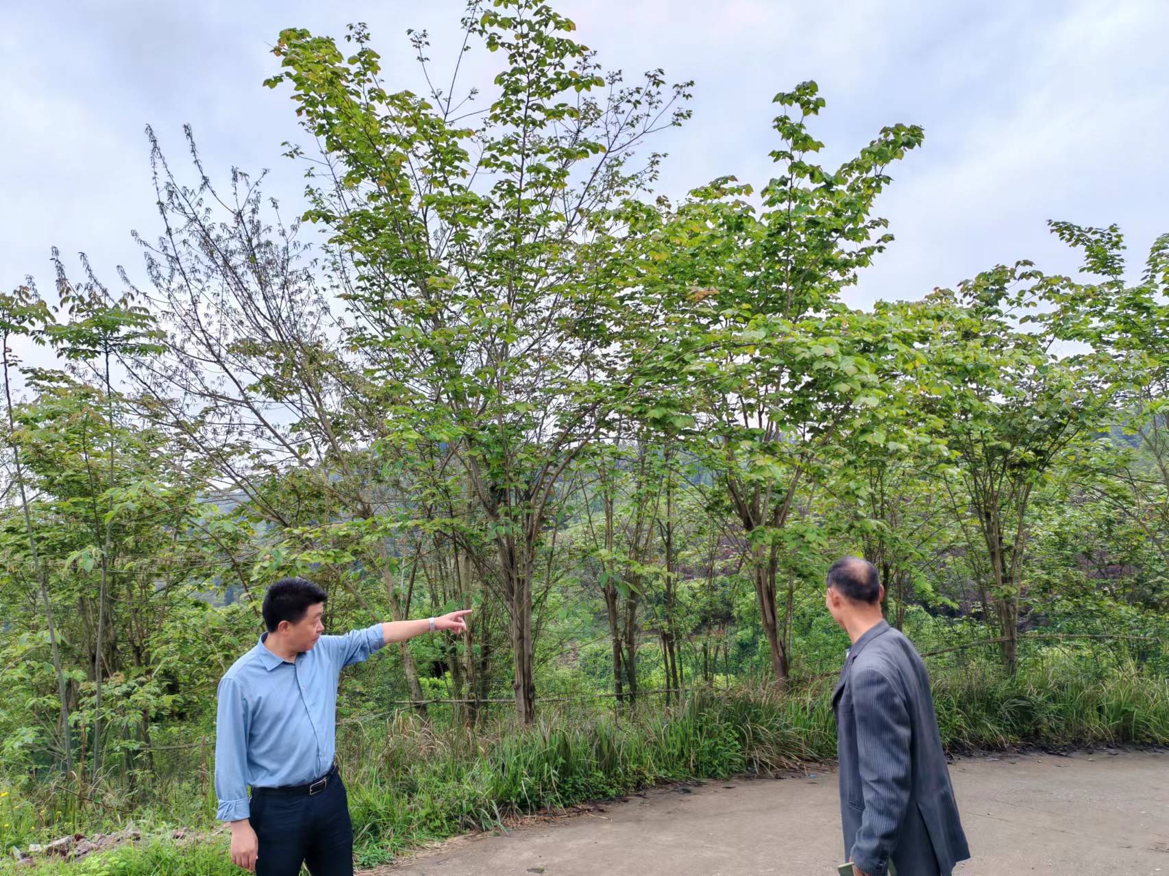 龙市镇检查森林防火工作