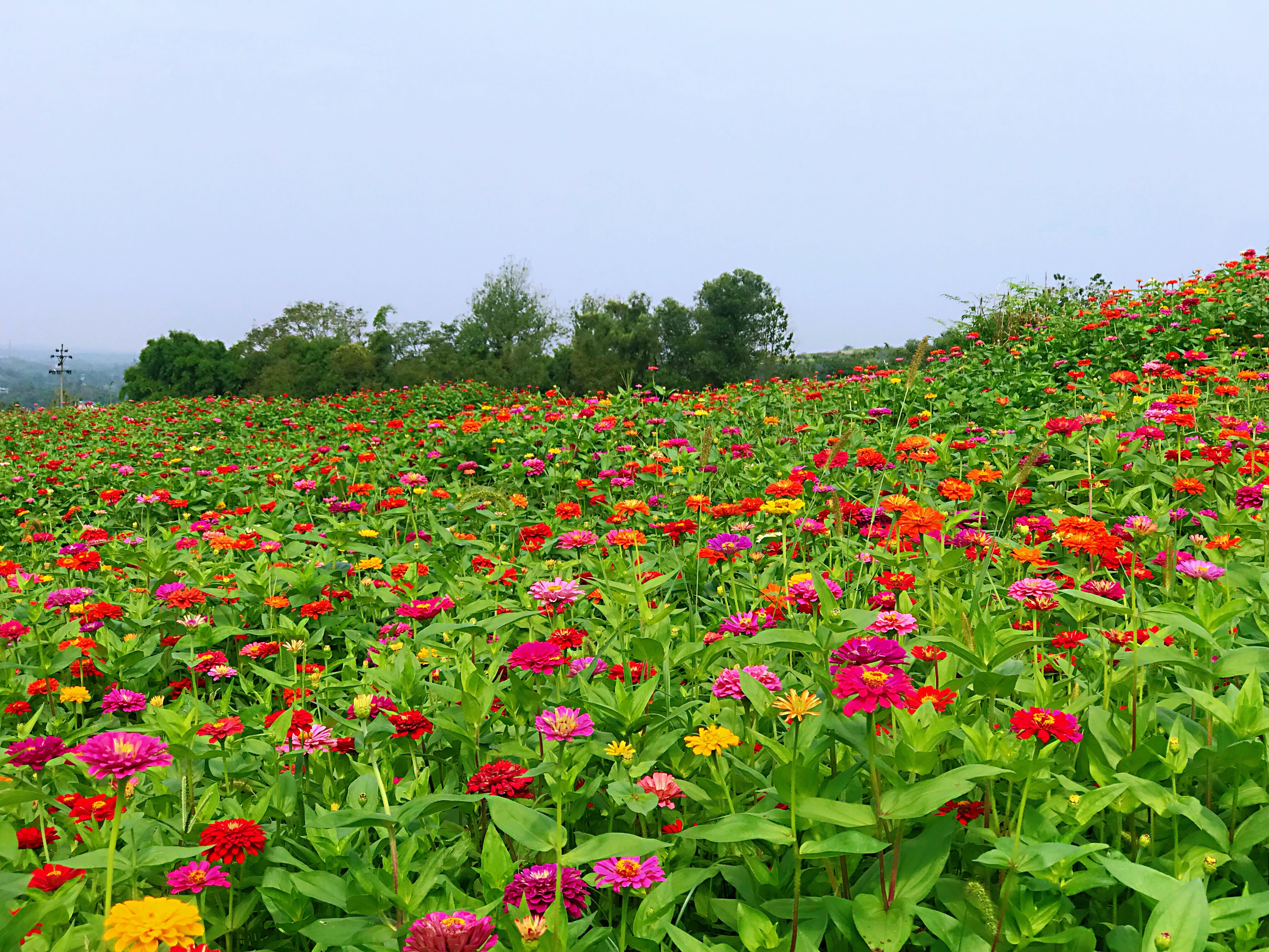 合川33公顷花海旅游推荐_重庆市合川区人民政府